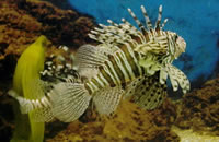 在线支付即收的网站攻击器